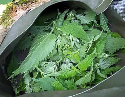 Nettle Soup Recipe with Jason Calaz